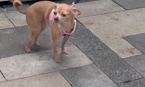 Dog Tracks Down Owner By Smell