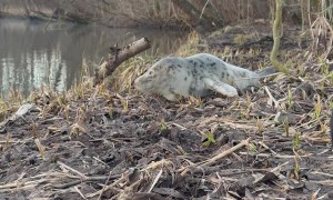 A Seal in the Forest