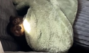 Teethy Dachshund Emerges From Blankets