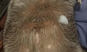 Big Raccoon Puff Ball