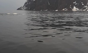 Pod of Beluga Whales