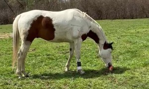 Not a Fan of Rubber Chickens