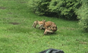 Foxes Frolic In Michigan Backyard