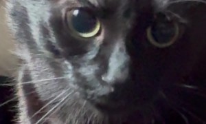 Cat’s Pupils Keep Getting Bigger
