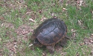 Snapping Turtle Tells Woman to Back Off
