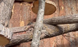 Pallas Cat in Disguise
