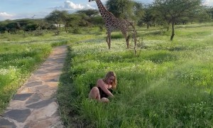 Woman Falls In Grass Near Giraffes
