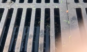 River Otter Peers Out From Inside Sewer Drain