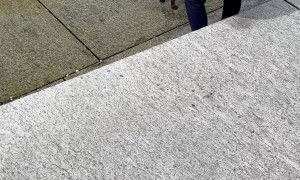 Poodle Runs Into Lake Chasing A Duck