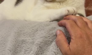 Cat Yields Hand Game To Owner