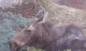 Moose Encounter Footage - Suburban Spokane