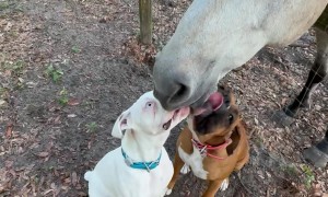 Boxer Tongue Kissing a Horse