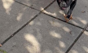 French Bulldog's Sticky Slobber Traps Leaves