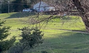 Kids Help Rescue Cat In A Tree