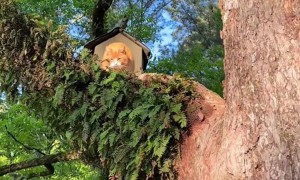 Cat Tree House