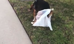 When Your Son Doesn't Like Cleaning Up After the Dog