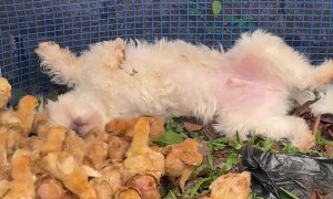 Puppy Has Huge Love for Little Friends