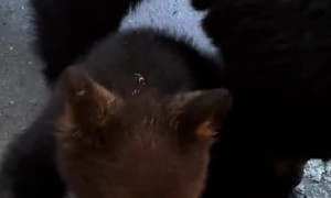 Mother Bear Tends To Cub