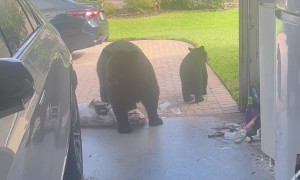 Bears Invade Florida Garage