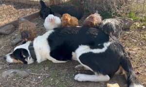 Chicken Lovingly Peck At Border Collie