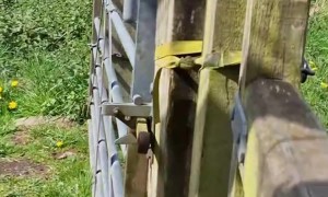 Man Greets And Feeds Birds In Bridgnorth