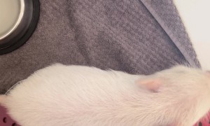 Small Pig Scratches Rear End On Owner's Foot