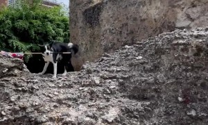 Border Collie Celebrates VE Day