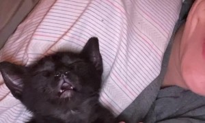 Kitten's Runny Nose Looks Like Second Face