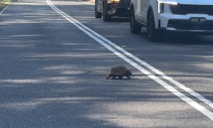 Echidna Crosses Australian Road