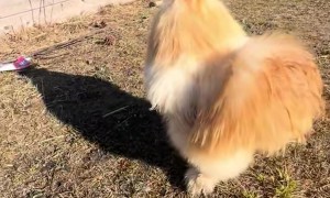 Binoo the Golden Retriever Rooster