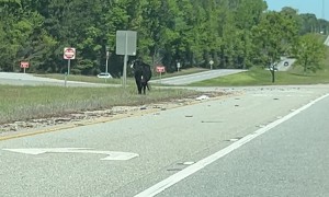 Rogue Cow Jumping Around in the Median