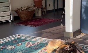 Prairie Dog And Cat Cuddle Like Best Friends