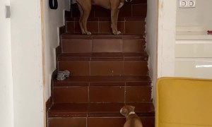 Momma Dog Shows Puppy How to Climb Stairs