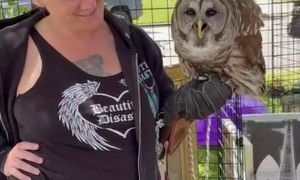 Barred Owl Puts On Show At Yard Sale