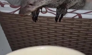 Feeding a Mongoose Pasta