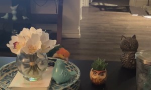 Naughty Bird Looks for Mischief