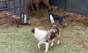 Young Dogs Cow Herding