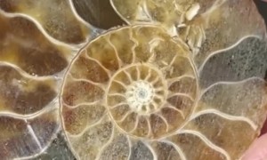 Ammonite Cut Open