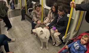 Friendly Interactions With Commuting Dog
