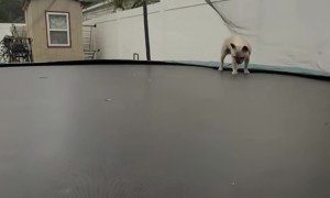 Dog Jumping on a Trampoline