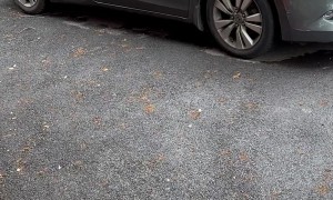 Black Bear Munches On Easter Candy Left In Car