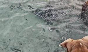 Island Dog Jumps On Stingray
