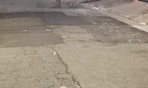 Thor is a Happy Golden Retriever