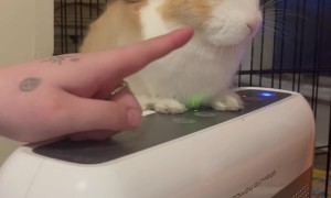 Bunny Ears Blow In Fan Breeze