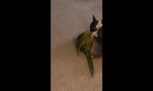 Frenchie and Macaw are Bff's