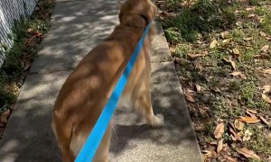 He Took the Leash Like He Pays Rent