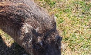 Banded Mongooses in Namibia