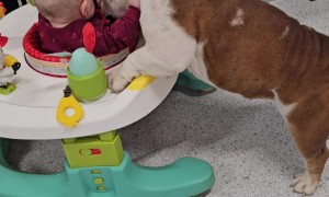 Baby and Two Bulldogs