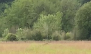 Coyote Jumps At Swooping Hawk
