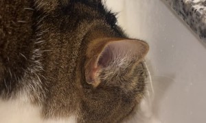 Another Kitty With a Drinking Problem